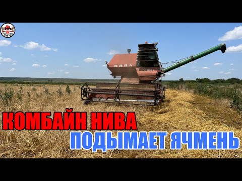 Видео: На пшеницу не поехали, зато выехали на ячмень! Комбайн НИВА СК 5 М 1