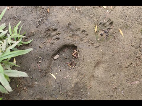 Видео: До Черменино из Кологрива - 40 км в верховья Унжи