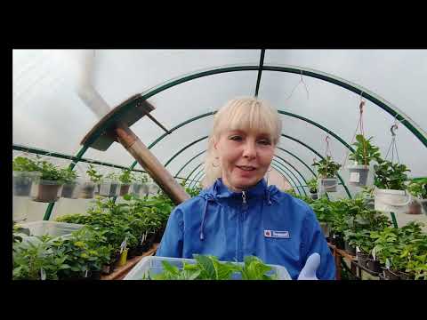 Видео: 18.04.25.Прошел месяц с момента черенкования 🌱🌱🌱Есть ли корни?