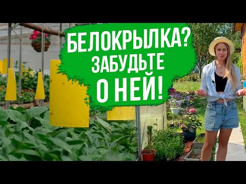 Видео: Как избавиться от белокрылки в теплице. Простые и эффективные способы борьбы с белокрылкой.