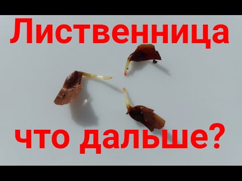 Видео: Семена лиственницы проклюнулись, высаживаем. В деревне.Ч. 2.