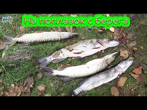 Видео: ЩУКА рвёт снасти. УДОЧКА поплавчанка на реке Северский Донец