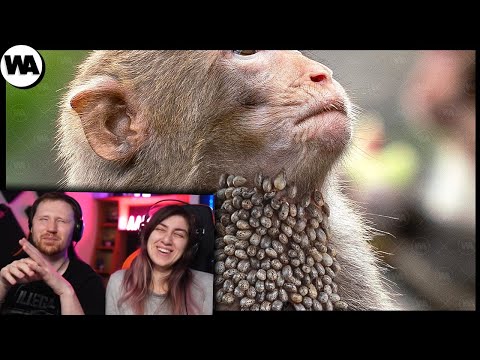 Видео: Вот, Что Делают Шимпанзе, Когда Чувствуют Боль | РЕАКЦИЯ на WATOP