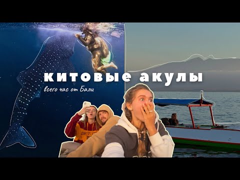 Видео: Путешествие на остров Сумбава, поплавали с китовыми акулами (всего час от Бали)