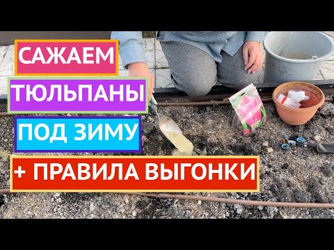 Видео: КАК ПРАВИЛЬНО ПОСАДИТЬ ТЮЛЬПАНЫ ПОД ЗИМУ И СБЕРЕЧЬ ИХ ОТ МЫШЕЙ!