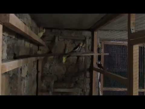 Видео: волнистые попугаи в вольерах фильм первый