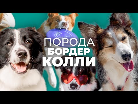 Видео: Все о породе БОРДЕР КОЛЛИ 🐾 Плюсы и минусы, характер, воспитание, отзывы, дрессировка, уход история📚