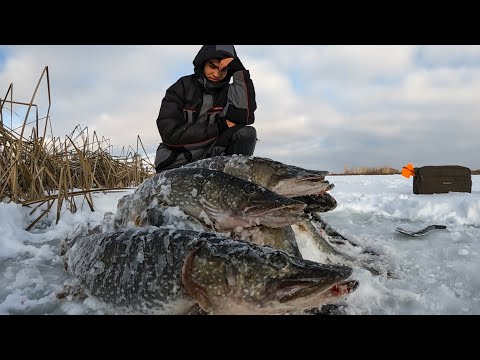 Видео: Оставили жерлицы на всю ночь! А тут.. В каждой лунке монстры! У меня такое впервые!