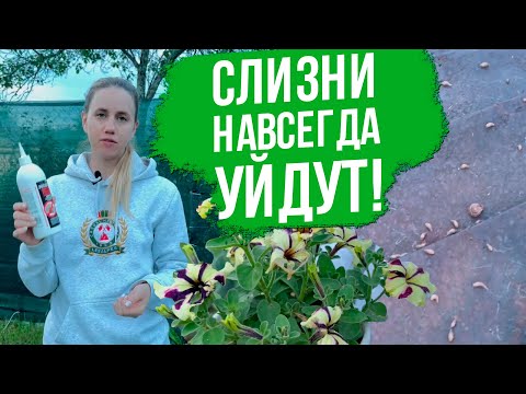 Видео: Как избавиться от слизней на участке. 5 лучших способов борьбы со слизнями.