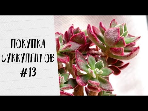 Видео: Распаковка суккулентов из теплицы Art-Succulent (покупка суккулентов #13)