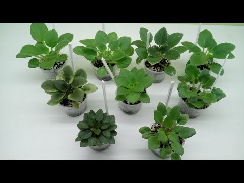 Видео: Аферисты продавцы и недобросовестные  покупатели фиалок!!!