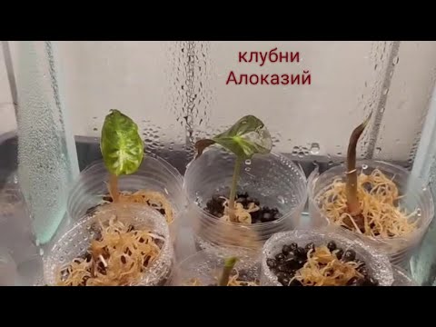 Видео: Клубни Алоказий