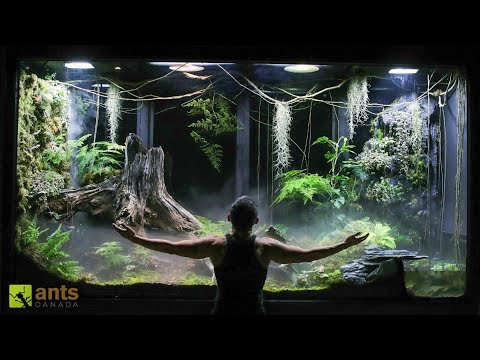 Видео: Я построил гигантский виварий в облачном тропическом лесу