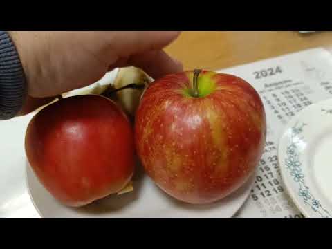 Видео: 🌳ОБЗОР НОВЫХ СОРТОВ ЯБЛОНИ🍎 #яблоня #fruit #сад