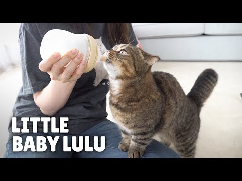 Видео: ЛуЛу Всегда Будет Маленьким Ребенком | Kittisaurus