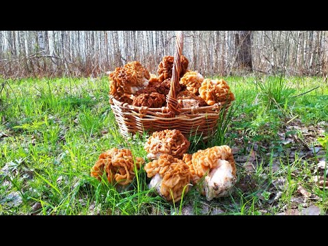 Видео: ГИГАНТСКИЕ строчки ОГРОМНЫХ размеров! ГРИБЫ целыми ПОЛЯНАМИ!