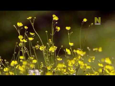 Видео: Ақытқажы Үлімжіұлының қиссасы"Тозақтағы келіншек" Орындаған:Қайбар Аллажар.