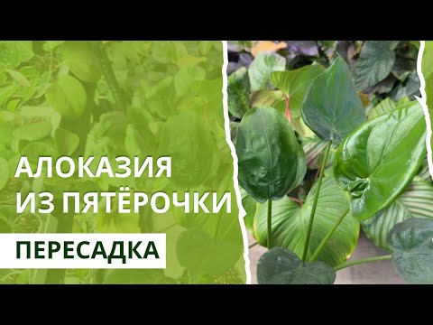 Видео: Алоказия из Пятерочки