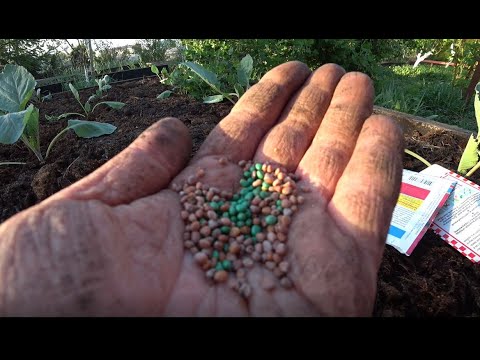 Видео: Редис без стрелок