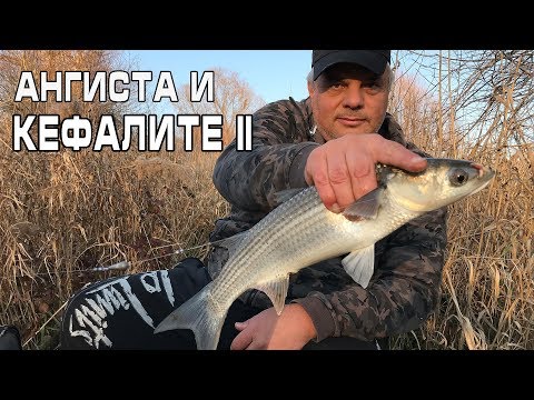 Видео: Ангиста и кефалите
