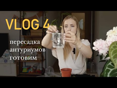 Видео: VLOG 5 / пересаживаем антуриумы