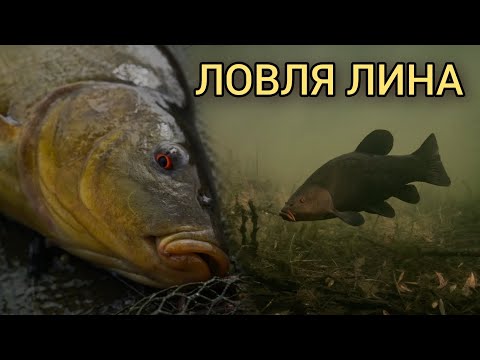 Видео: Трофейна Риба Обірвала Жилку! Лин та Щуки на Поплавок.