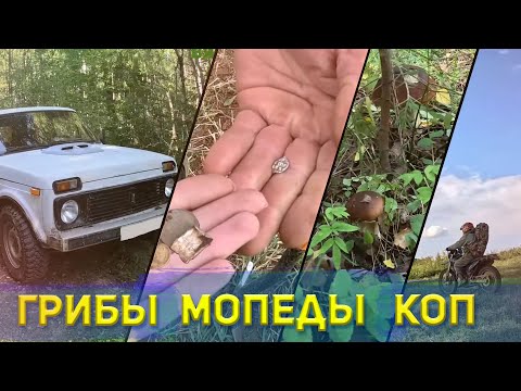 Видео: И грибы, и мопеды, и коп