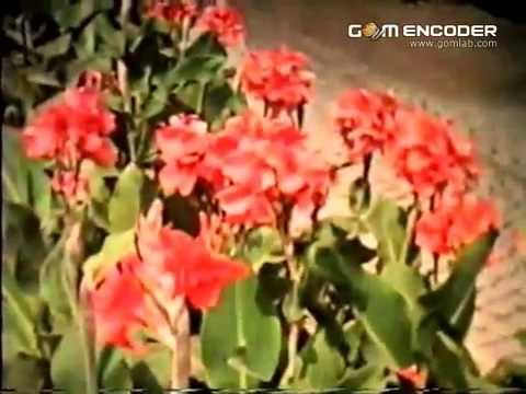 Видео: Pazardzhik 1980, Клипче от Пазарджик през 1980г