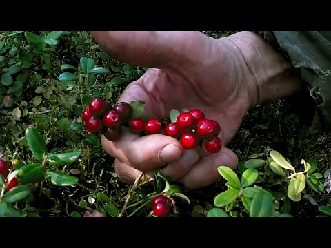 Видео: Поиски брусники. Сбор ягод.