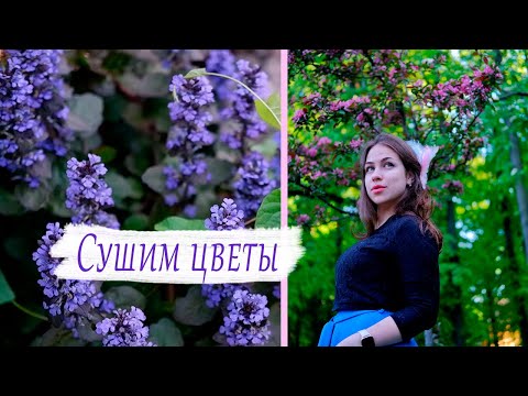 Видео: Как сушить цветы || Делаем гербарий || Как засушивать цветы || 5 способов засушивания цветов