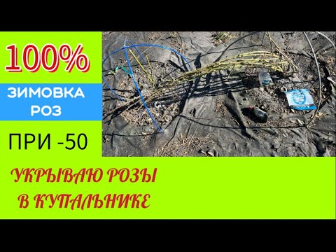 Видео: УКРЫЛА 150 роз за неделю!!!100%зимовка роз при таком укрытие!!!ПРОВЕРЕНО!!!07.10.24