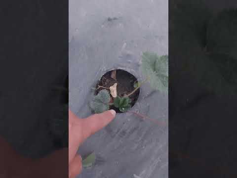 Видео: 27 октября 2025 г.