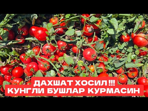 Видео: ШУНЧА ХОСИЛНИ ТЕРИШГА УЛГУРА ОЛМАЁТГАН ДЕХКОН. KUPON F1