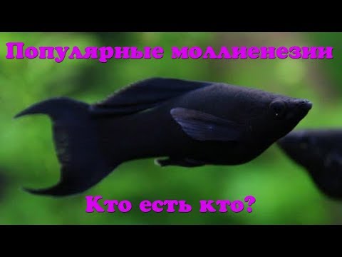 Видео: Моллиенезии сфенопс, велифера и латипинна. Как в них разобраться?