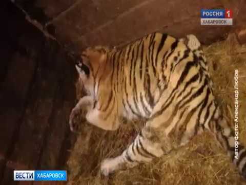 Видео: Убил тигра спасая корову