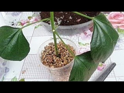 Видео: Черенкование Гибискуса Комнатного./Размножение гибискуса комнатного./Сажаю черенки гибискуса.