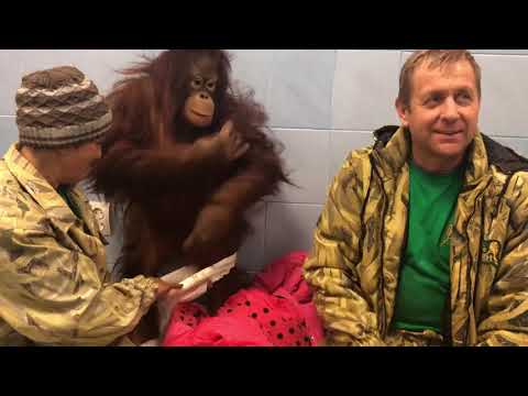 Видео: Звезда ТАЙГАНА Дана САМА ПРИШЛА НА ПРИВИВКУ !!!