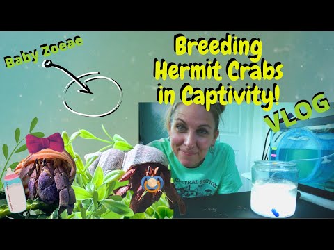 Видео: Размножающиеся в неволе раки-отшельники || День нереста | Crab Central Station