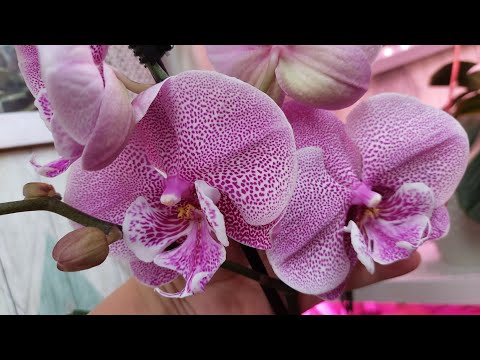 Видео: НОВИНКИ Биглип МАНХЕТТЕН (?) и АМАДОРА - шикарные!!!😍💞