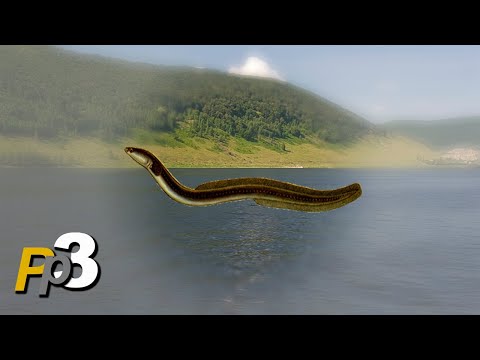 Видео: Русская рыбалка 3.8 Ловля угря на Волге