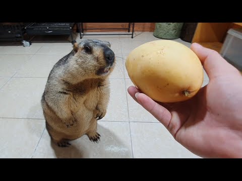 Видео: сурок забавно впервые попробовал вкусное манго