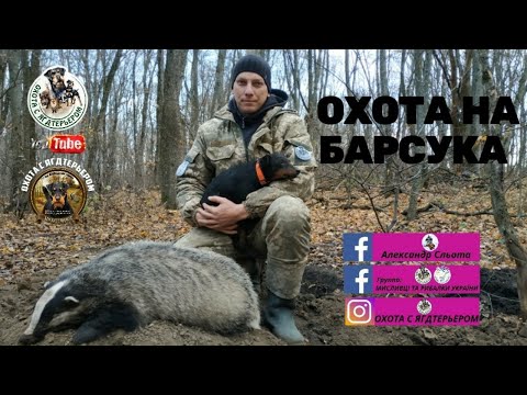 Видео: Охота на барсука/Охота с ягдтерьером на барсука