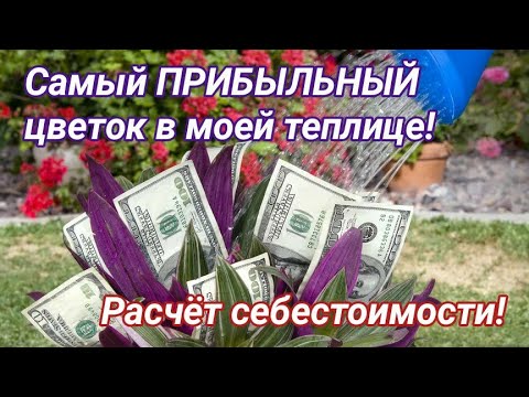 Видео: Самый выгодный цветок в моей теплице! Себестоимость и прибыль!