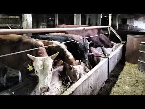 Видео: Бұқа бордақылау