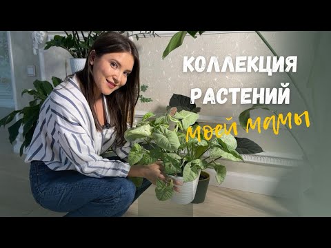 Видео: Коллекция РАСТЕНИЙ моей мамы| ЗЕЛЁНЫЙ РАЙ 🪴