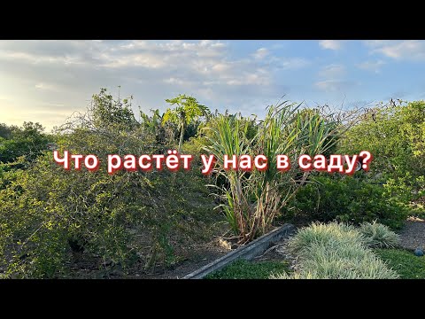 Видео: #4  Что растёт у нас в саду?