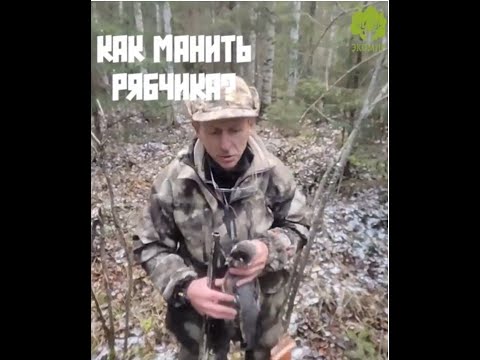 Видео: Как манить рябчика? Подробная инструкция.