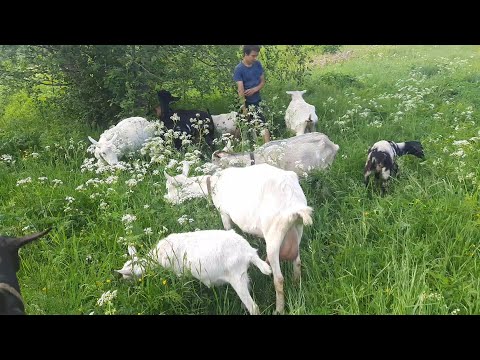 Видео: Электропастух. Как приучали коз. Помог ли он в хозяйстве.