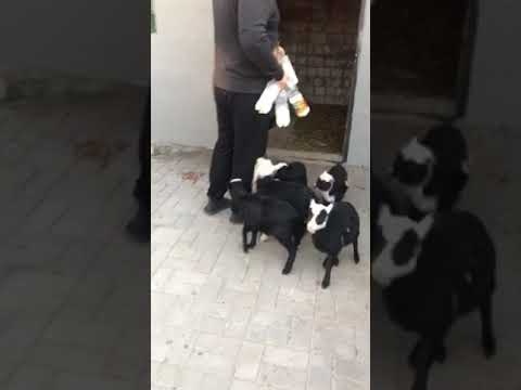 Видео: Кормление ягнят коровьим молоком.