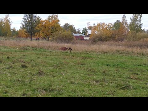 Видео: ЧП в хозяйстве! Встал желудок у коровы! Что помогло! Вот такая деревенскаяжизнь!